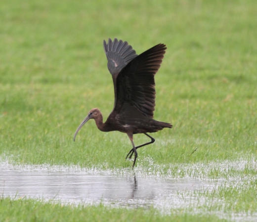 Zwarte ibis (Plegadis falcinellus)